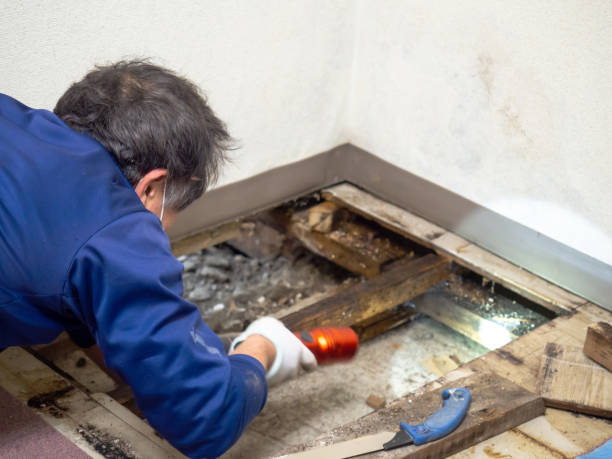Best Office Mold Removal Services  in St Jaco, IL