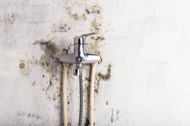 Best Commercial Mold Removal  in St Jaco, IL