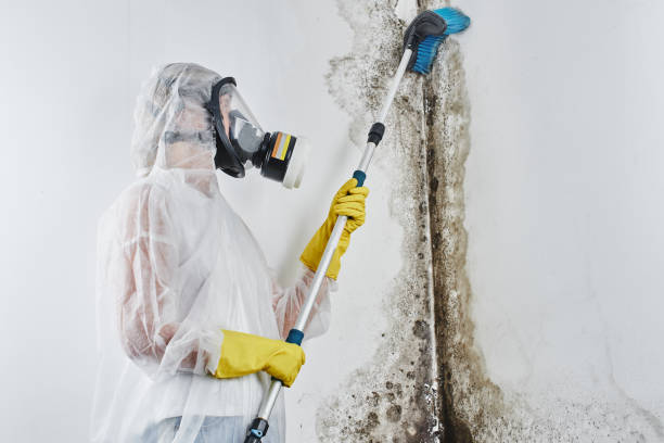 Mold Testing and Removal in St Jaco, IL