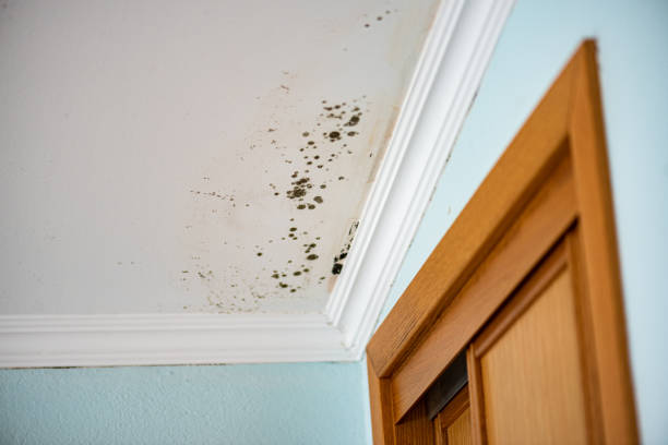 Best Professional Mold Removal  in St Jaco, IL