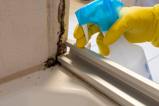 Best Certified Mold Removal  in St Jaco, IL