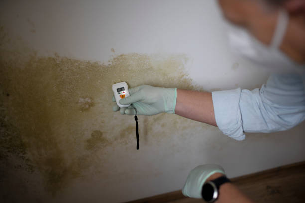 Best Mold Cleaning Services  in St Jaco, IL