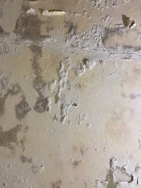 Best Affordable Mold Removal  in St Jaco, IL