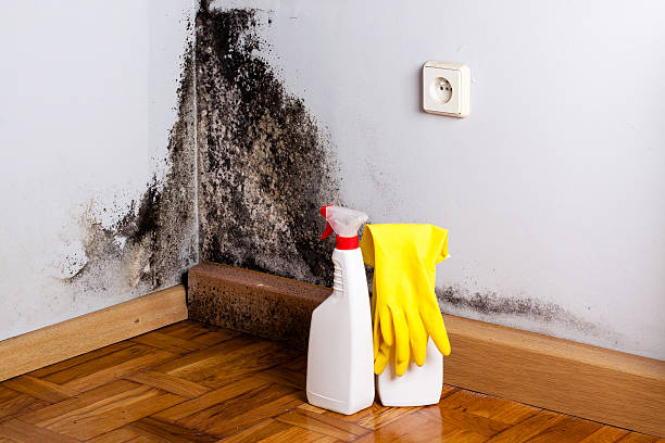 Best Water Damage Restoration  in St Jaco, IL