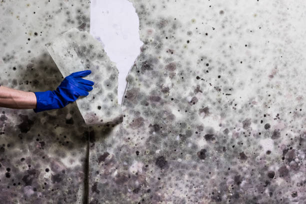 Best Mold Testing  in St Jaco, IL